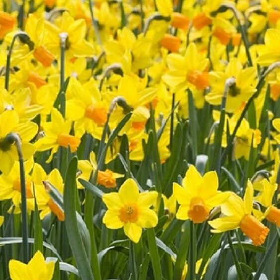 Spring Saver