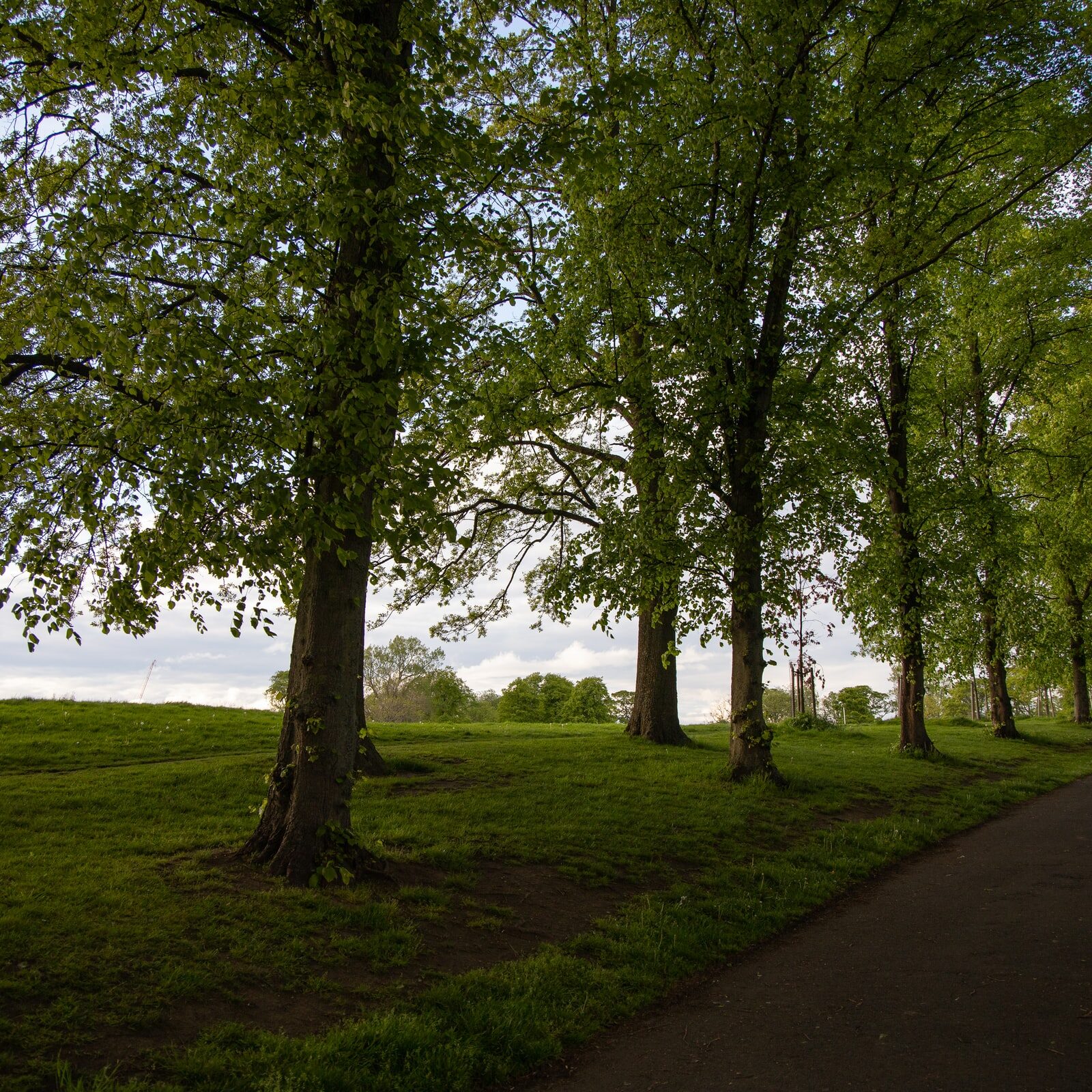 Trees along path